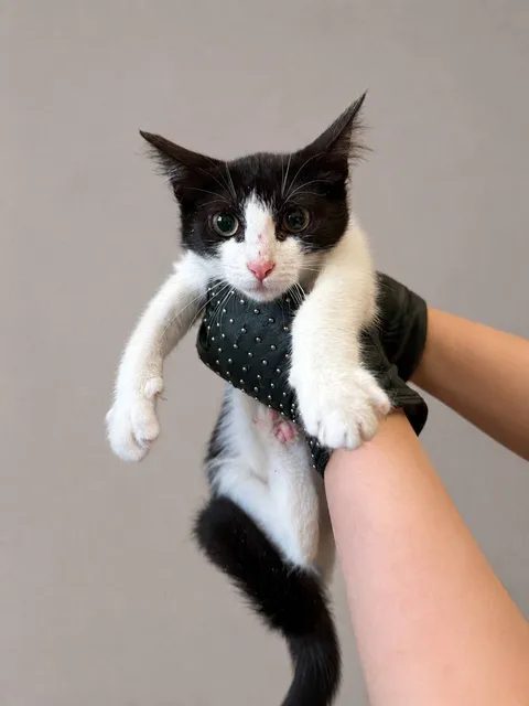 Кошка Лея из котокафе — фото 4