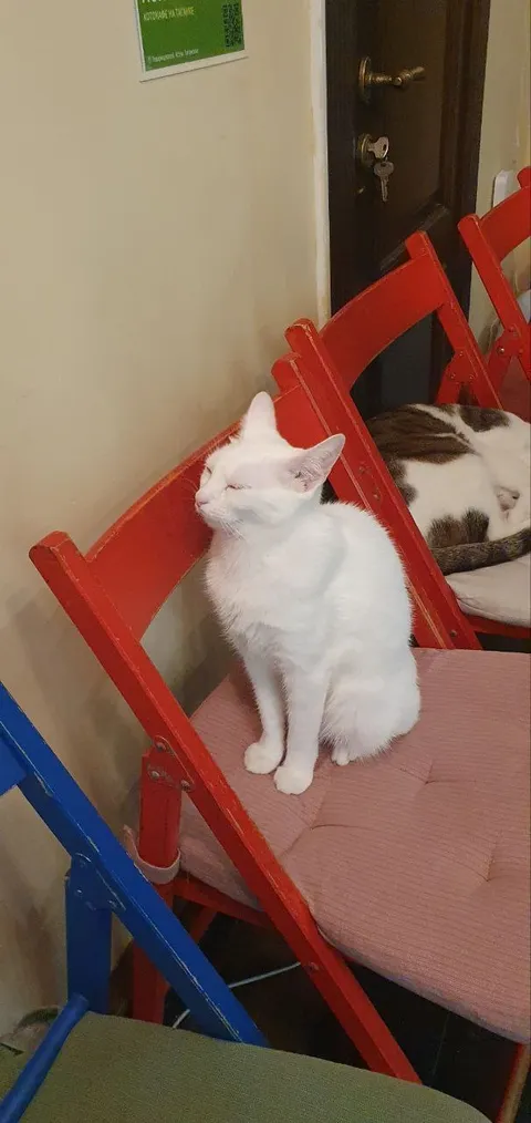 Кошка Белка из котокафе — фото 9