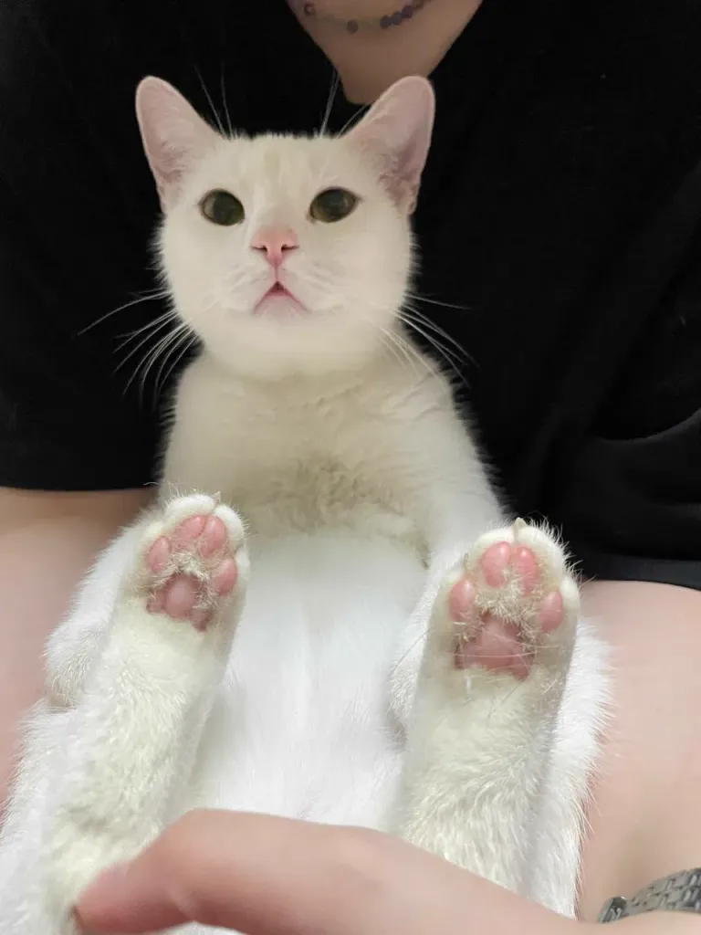 Интерьер котокафе