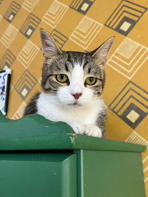 Кот Ярик из котокафе — фото 4
