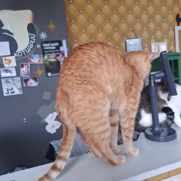 Интерьер котокафе