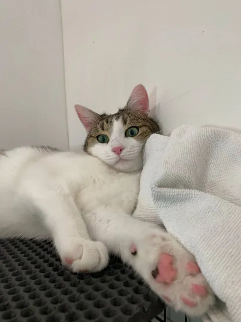 Кошка Пастила из котокафе — фото 3