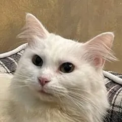 Белка