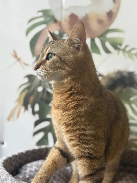 Кошка Ветлуга из котокафе — фото 3