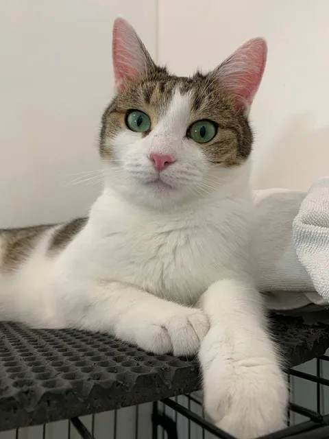 Кошка Пастила из котокафе — фото 1