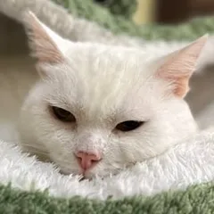 Сильвия