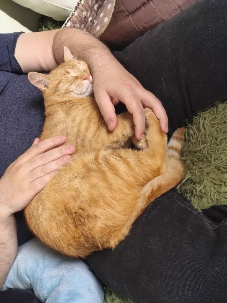 Интерьер котокафе