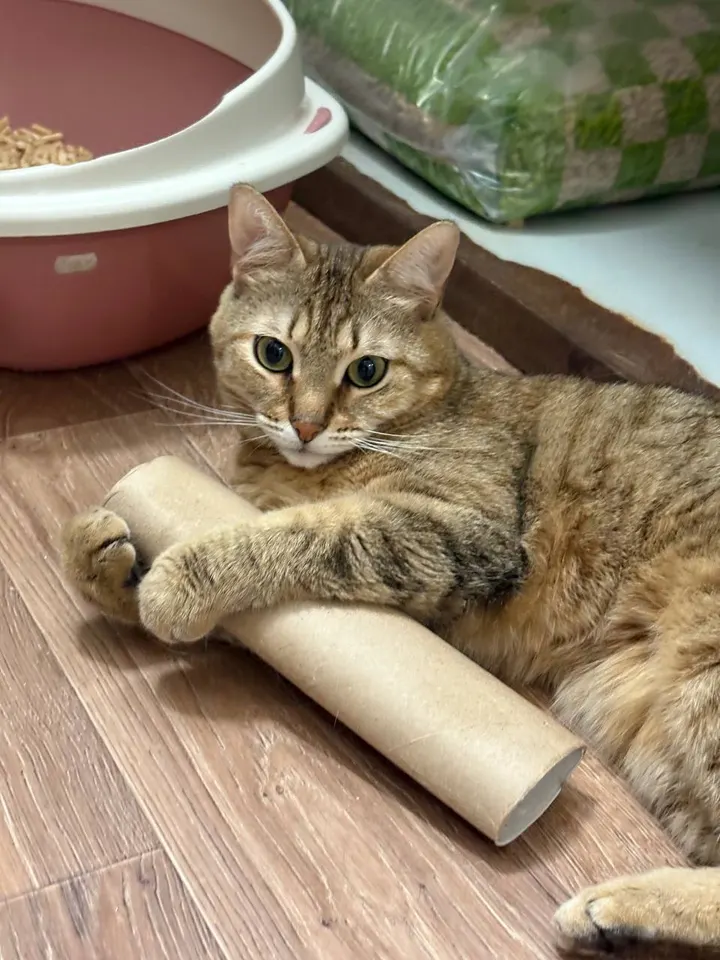 Кошка Ветлуга из котокафе — ищет дом