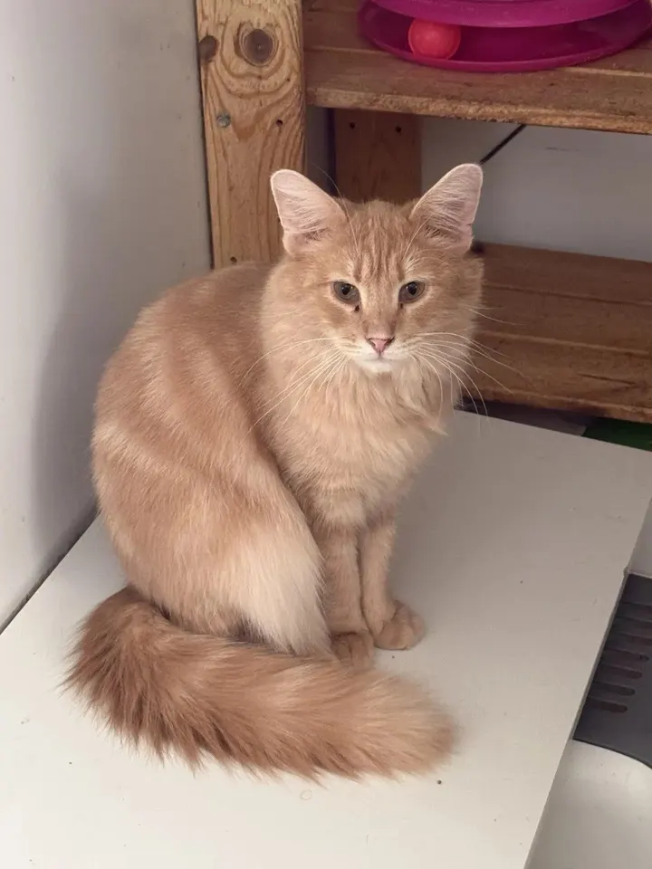 Кот Альберт из котокафе — ищет дом
