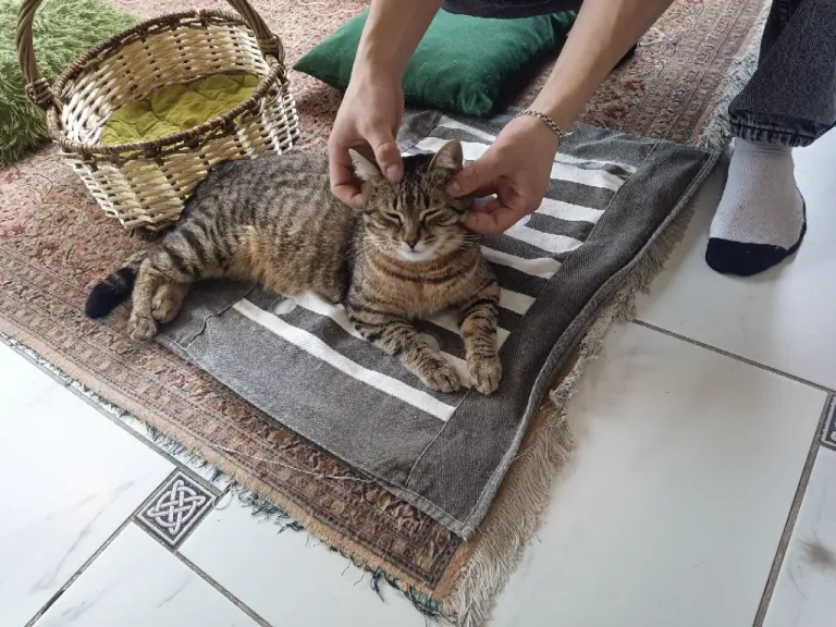 Интерьер котокафе