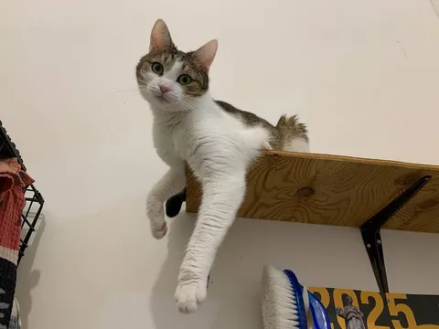 Кошка Пастила из котокафе — фото 4