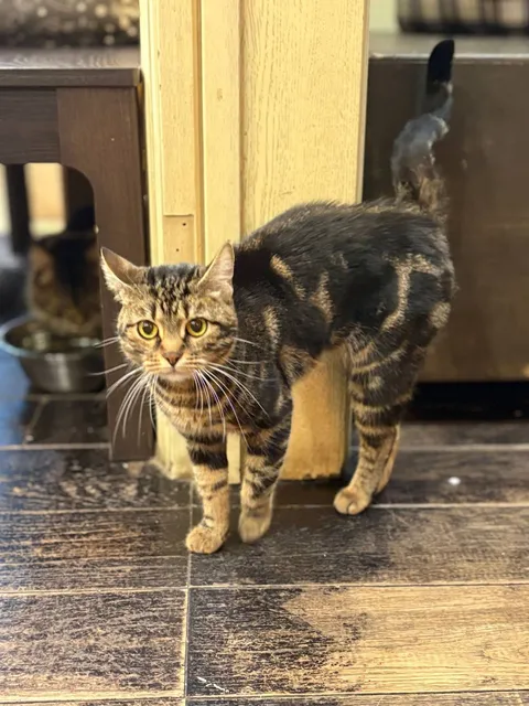 Кошка Камыша из котокафе — фото 3
