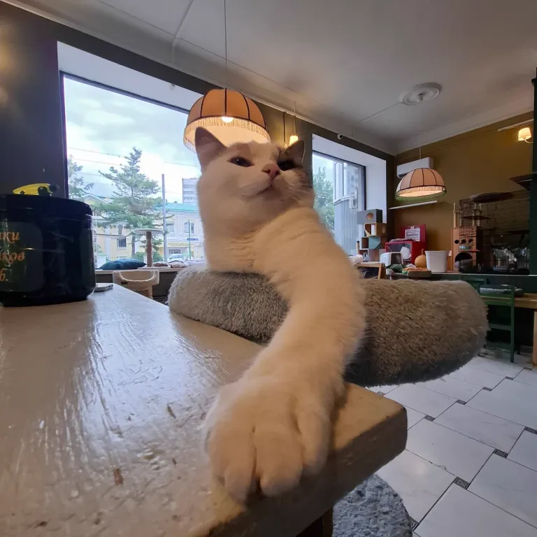 Интерьер котокафе