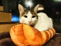 Стася