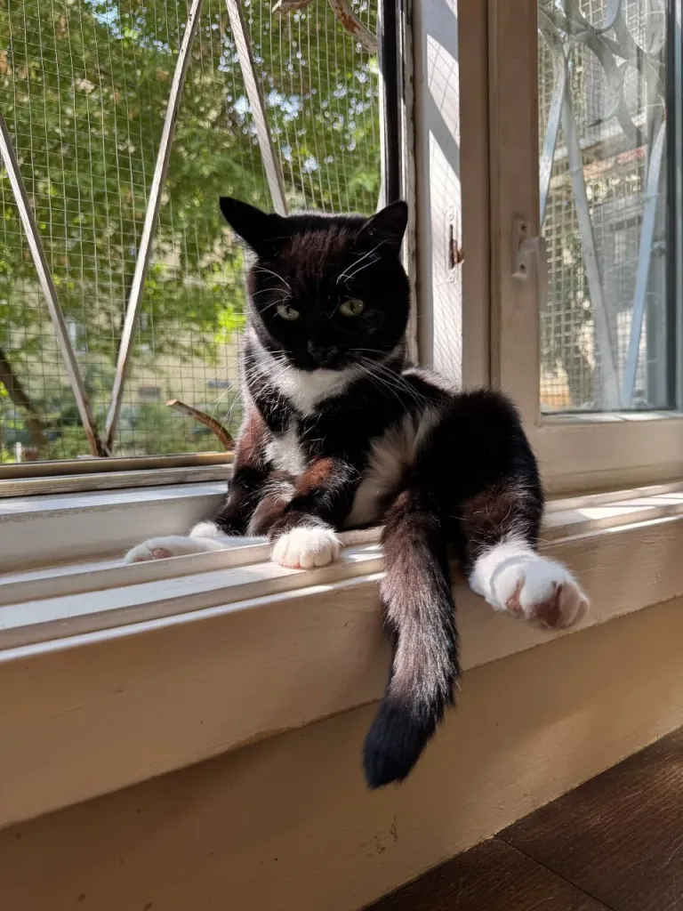 Интерьер котокафе