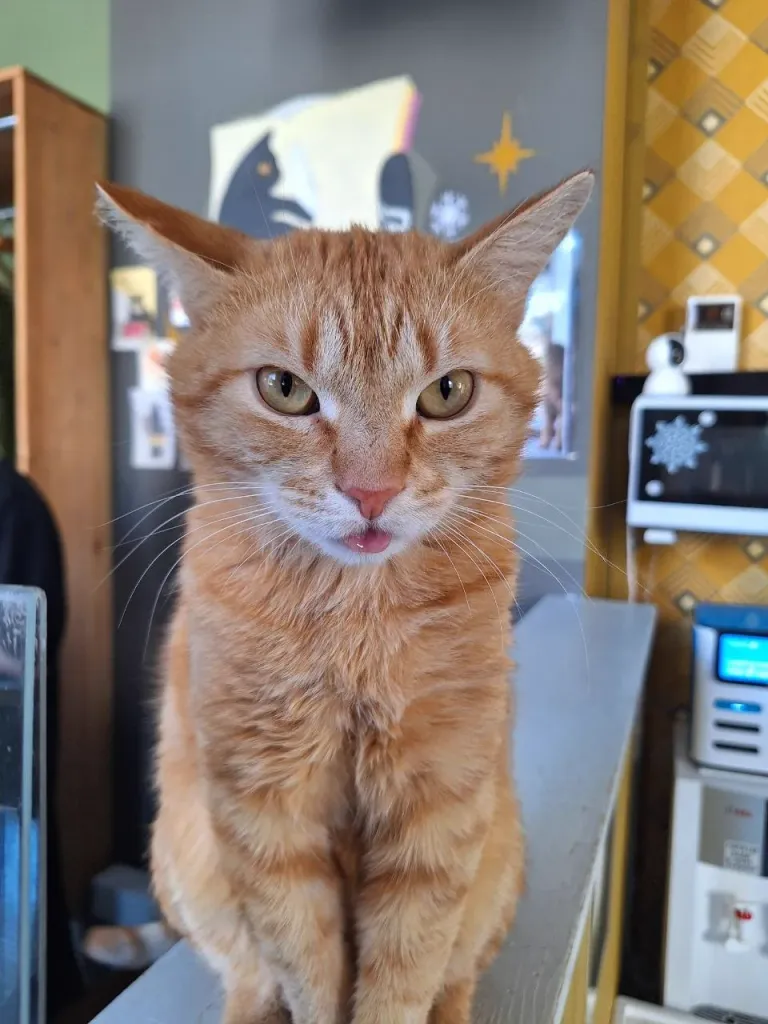 Интерьер котокафе