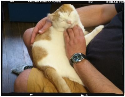 Настольные игры в котокафе