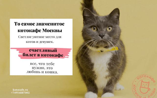 Подарочный сертификат Котики и Люди