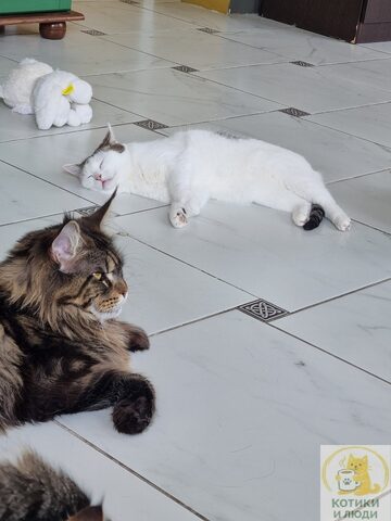 Эшли — Котокафе на Новокузнецкой