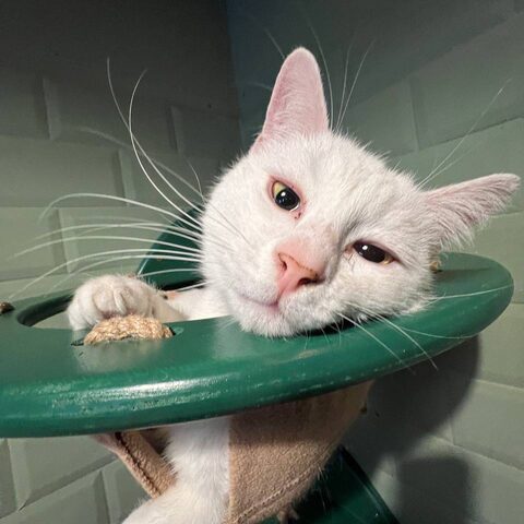Альбус — Котокафе на Таганке