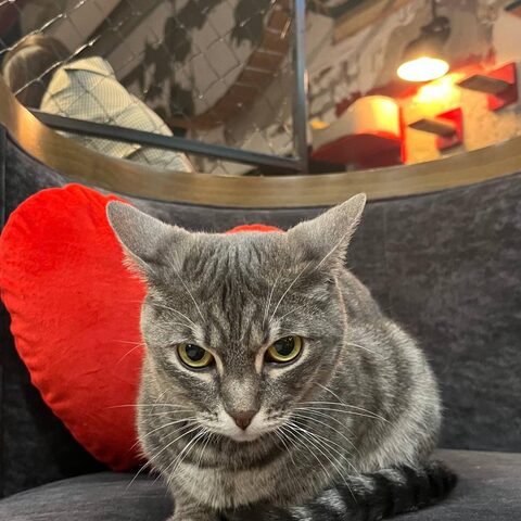 Камелия — Котокафе на Таганке