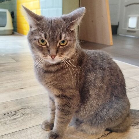 Милка — Котокафе на Таганке