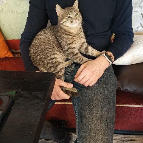 Тайсон — Котокафе на Таганке