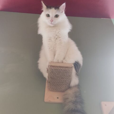 Жак — Котокафе на Таганке