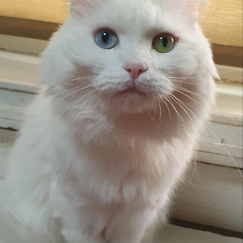 Иней — Котокафе на Гиляровского, 17