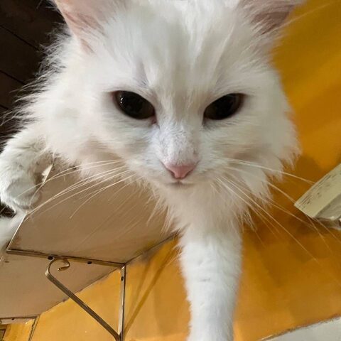 Бася — Котокафе на Гиляровского, 17