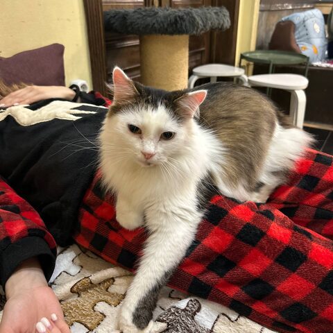 Яша — Котокафе на Гиляровского, 17
